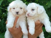 KUSURSUZ MALTESE TERRİER YAVRULAR
