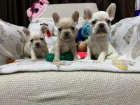 French bulldog yavrularımız yeni ailesi olmak ister misin