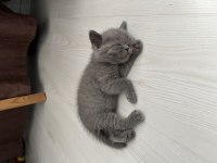 Safkan british shorthair yavru