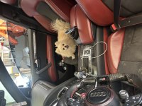 Ful eğitimli pomeranian
