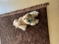 Shih Tzu Yavruları