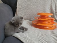 2 aylık dişi güzeller güzeli yavru scottish fold