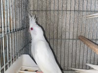 Lutino ve albino sultan papağanı yavrular