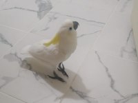 Sülfür Kakadu Papağanı