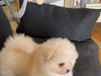 POMERANİAN AYICIK