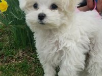 Oyuncak Bebek Maltese Terrierler
