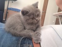 Minnak kedim sahiplendirilecektir