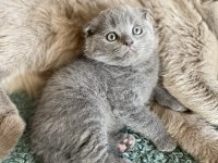 Scottish fold bebekler