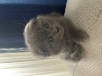 2 Aylık Kırık Kulak Dişi Scottish Fold