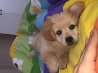4 aylık golden kırması köpeğimiz