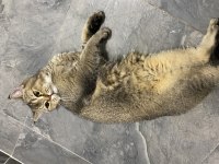 Yakışıklı Golden british shorthair