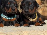 Cadde Bostan Piyasaya Hüküm Süren Doberman