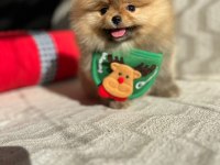 ORİJİNAL POMERANİAN BOO SHOW KALİTE YAVRULAR