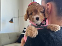 Türünün en güzeli maltipoo