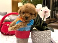 Yarışma düzeyi 0 boy Maltipoo Luna