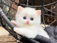 Şampiyon Soyundan Gelen Safkan Ragdoll Yavruları
