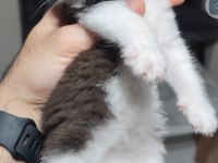 British shorthair kedisi
