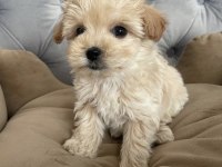 MALTİPOO YAVRULARI SONN KALDI ÇOK UYGUN FİYAT