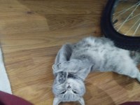 British shorthair kızımız Maya için ömürlük yuva arıyoruz