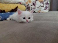 Tatlı kedicik