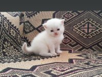 Erkek Red Point British Bebeğimiz