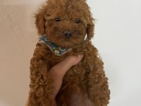 Toy poodle 2 aylık köpeğimiz