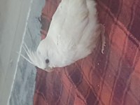 Sultan papağanı wifi