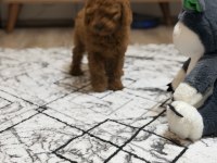 Dişi kore kan poodle yavrumuz