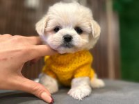 MALTESE YAVRU KÖPEKLERİMİZ