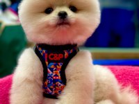 Show Kalite Pomeranian Boo Bebekler