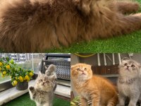 SCOTTİSH VE BRİTİSH SHORTHAİR SHOW YAVRULAR