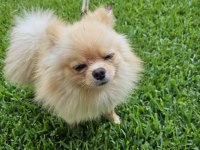 1 yaşında, Erkek Pomeranian BOO