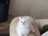 A Kalite British Shorthair Yavrum