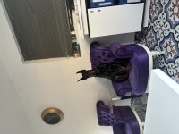 Safkan eğitimli doberman
