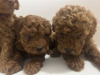 İki Aylık Erkek toy Poodle yavrularım teslime hazırdır