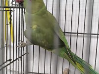 Pakistan Papağanı Evcil Değildir