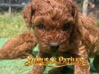 Orijinal Toy Poodle