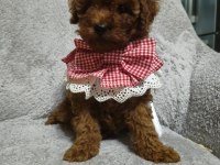 Toy poodle yavru