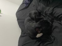 French bulldog 6 aylık erkek