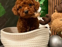 Wc eğitimli Ruhsatlı evimizden toy poodle