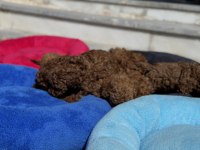 Wc eğitimli aşılı pasaportlu toy poodle 