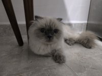 2 yaşında scottish fold