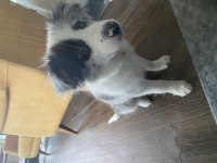 Border Collie Yavrusu