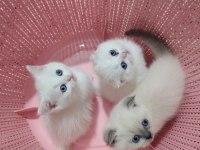 Scottish Fold Son Yavrularımız