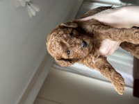 Toy poodle 1 aylık köpekler