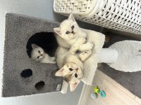 British Shorthair ve Scottish Fold Bebekler