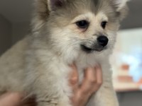 5 aylık pomeranian