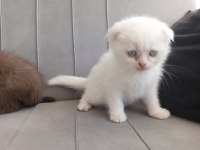 11 haftalık kedimiz tüm eğitimleri verilmiştir