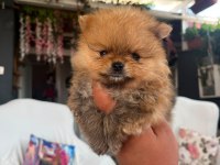 Dişi ve erkek pomeranian yavrular