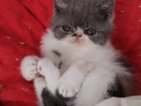 TÜM TÜRKİYE GENELİ GÖNDERİM MÜMKÜN KEDİMİZ